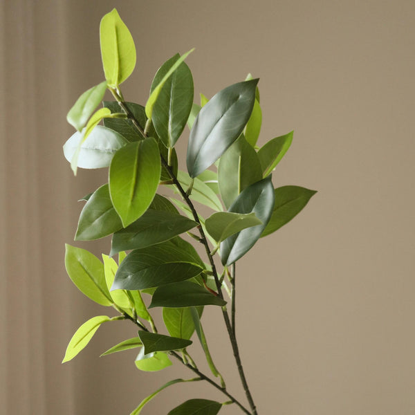 Botane Ruskuksen lehdet, vihreä lähikuva - tekokukat Spazio
