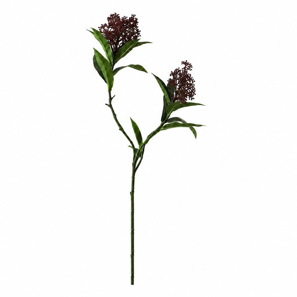 Botane-skimmia-marjanoksa-purppura-1
