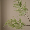 Botane Fern saniaisen lehdet, vihreä - sisustus Spazio
