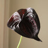 Botane Flamingokukka (Anthurium), pieni, musta - sisustus Spazio