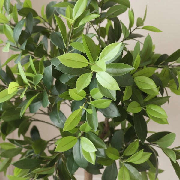 Botané Money Tree tekopuun vihreät lehdet lähikuvassa