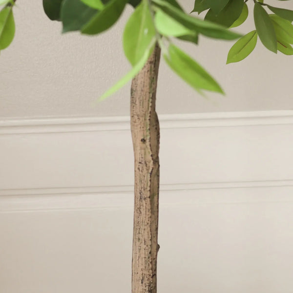 Botané Money Tree tekopuun luonnollisen näköinen runko lähikuvassa