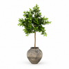 Botané Money Tree 170 cm vihreä tekopuu valkoisella taustalla