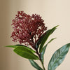 Botane Skimmia marjan oksa, purppuran punainen - sisustus Spazio