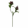 Botane-skimmia-marjanoksa-purppura-1