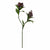 Botane-skimmia-marjanoksa-purppura-1