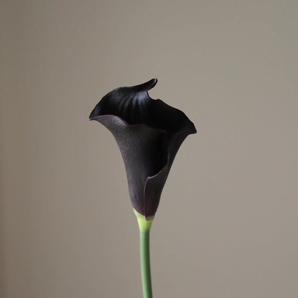 Botané musta kalla tekokukka, kukan yksityiskohta - tekokukat Spazio